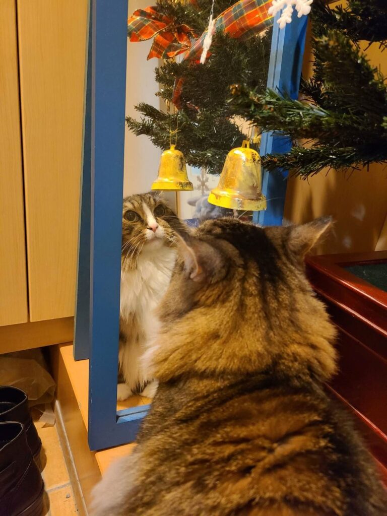 クリスマスツリーの横の鏡をのぞき込むノルウェージャンフォレストキャットのトト