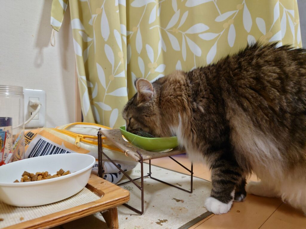 朝御飯をむさぼる猫：ノルウェージャンフォレストキャットのトト