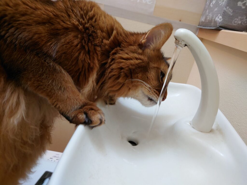 トイレの蛇口から水を飲む猫：ソマリのチー