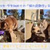 2025年 今年初めての「猫の庭散歩」記事