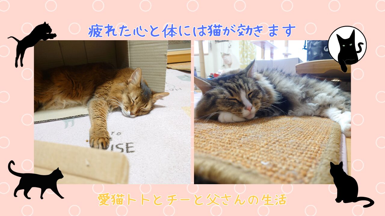 疲れた心と体には猫が効きます